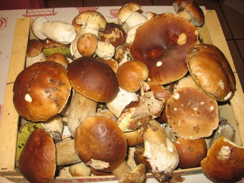 cepes du 19-11 003