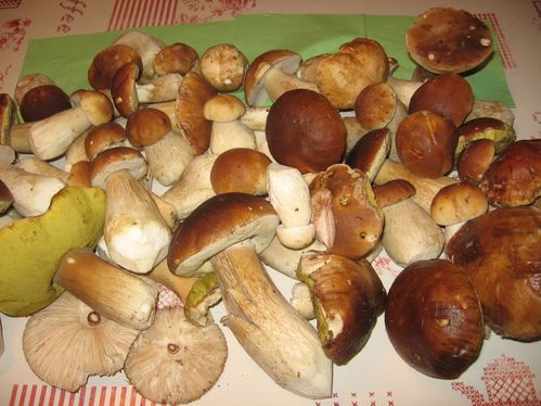 cepes du 19-11 010
