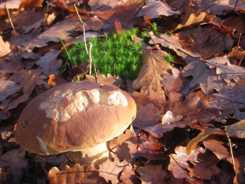 cepes du 19-11 017