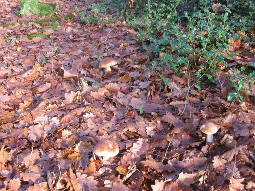 cepes-du-19-11-018.jpg