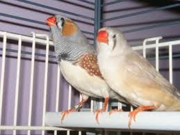 images[10]