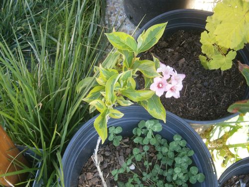 bouture weigelia aout 2012