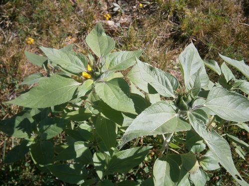 tournesols aout 2012