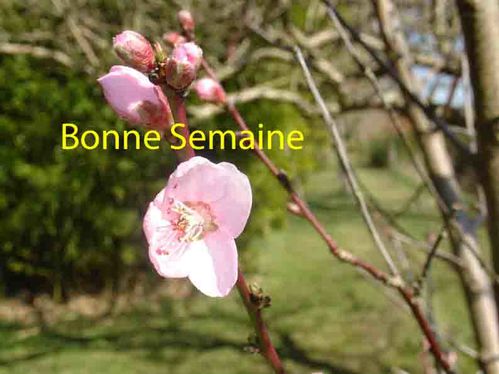 Résultat de recherche d'images pour "bonne semaine printemps"