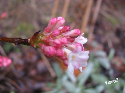 Hiver-2009-2010 2652