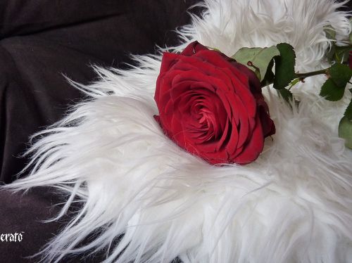 roses-rouges-14-02-2011-001.JPG