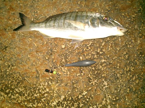 Comment conserver le poisson après la pêche ?