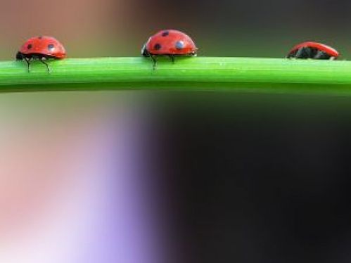 coccinelles-sur-un-brin-d--39-herbe_21182043.jpg