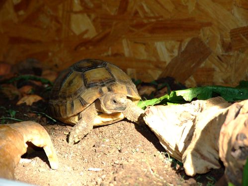 70 idées de Enclos tortues  enclos tortue, habitat de la tortue