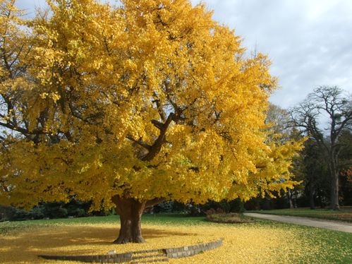 si j'étais un arbre, je serais... Image-3F1388