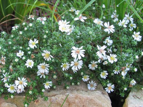 aster-ericoides-prostratus-Snow-Flurry-28-sept-11.JPG