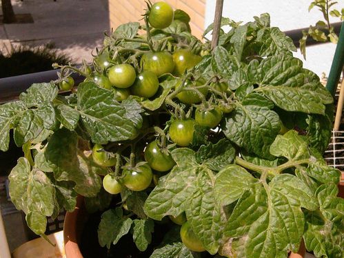 02-07-11-Tomates-cerises-1.jpg