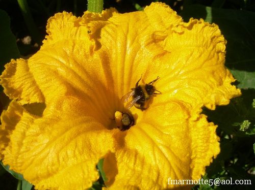 Abeille-et-courge.jpg