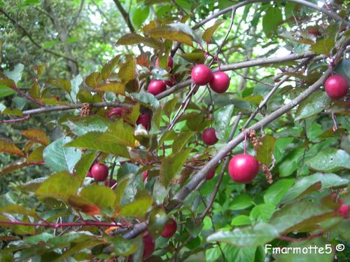 Prunus