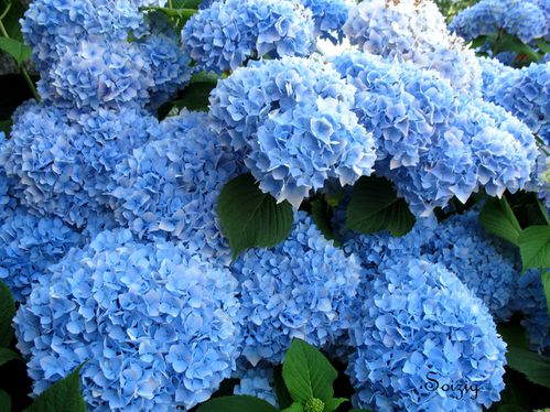 Hortensia-bleu1.jpg