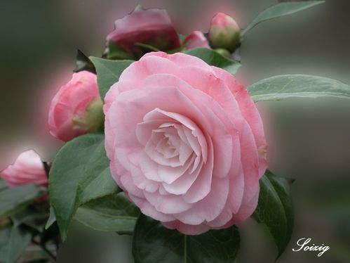 Camellia-rose.jpg
