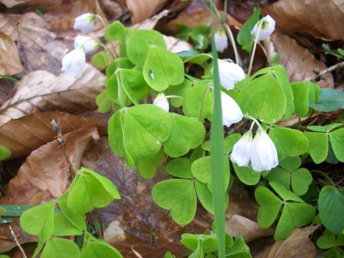 Buchenblattersalat-2014-04-18-002.JPG