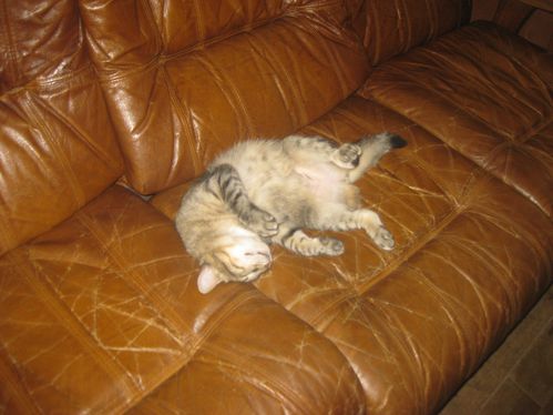 gif-10-8536.JPG