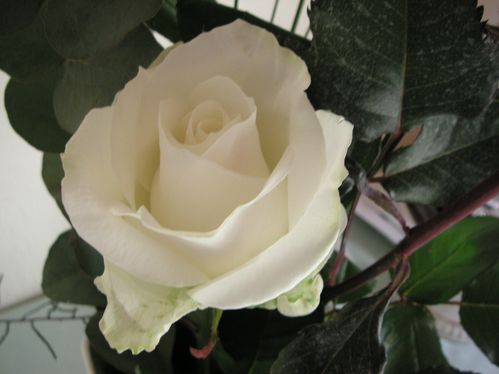 009 weiße Rose