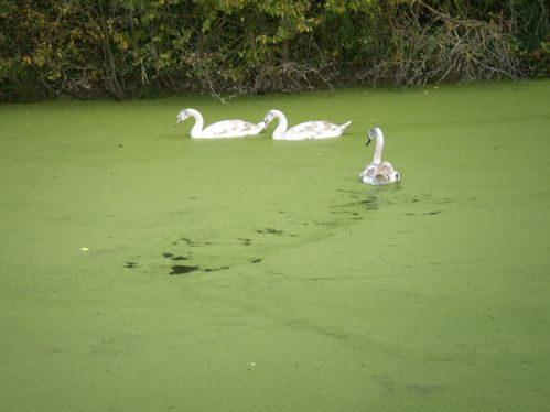09.11.08-bord-du-canal.jpg