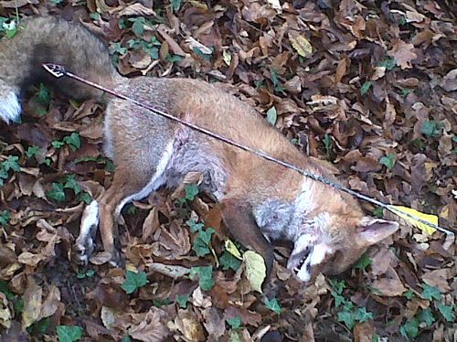 Renard