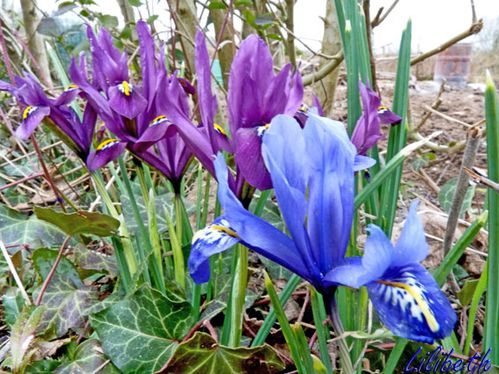 fleur bleue2