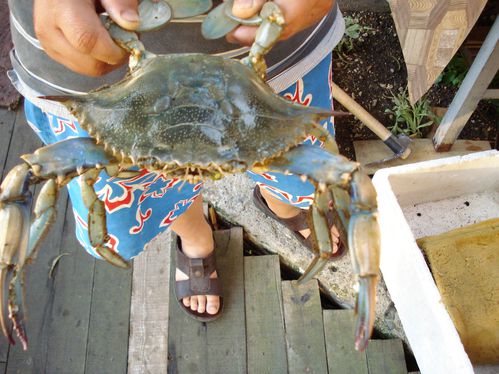 crabe bleu avant cuisson