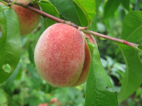 blog confiture pêche framboises