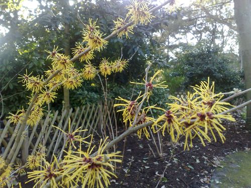 arboretum-5-mars-2010-037.jpg