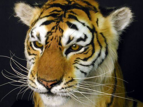 Tigre-portrait-copie-1.jpg