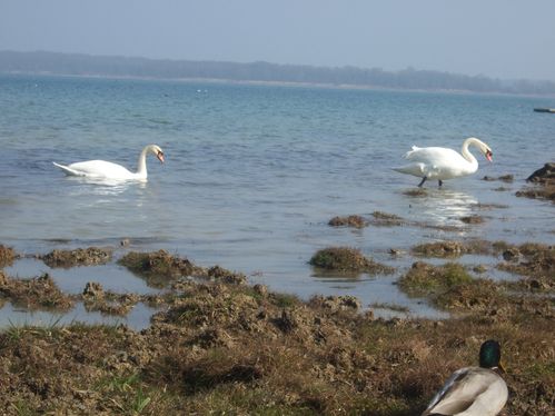 DSCF1513.JPG