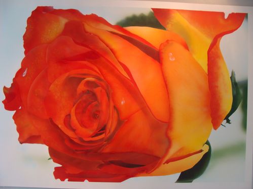 rose à l'aérographe