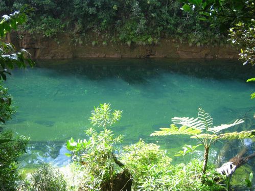 Le Parc De La Rivi Re Bleue Nouvelles Cannellonies