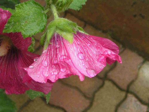La-pluie-rose-tremiere-35.jpg