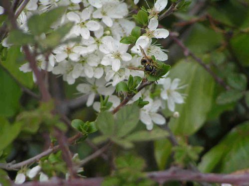 Arbuste fleurs blanches 35