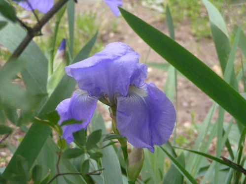 Iris-bleue-f5.jpg