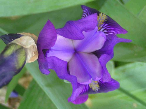 Iris-mauve-b5.jpg