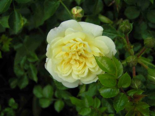 Mini-roses-blanches-b5.jpg