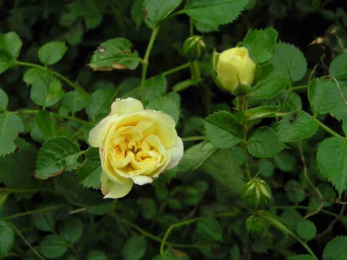 Mini-roses-blanches-c5.jpg