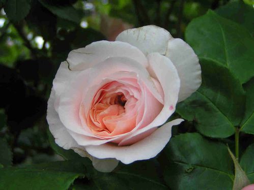 Rose-anglaise-a5.jpg