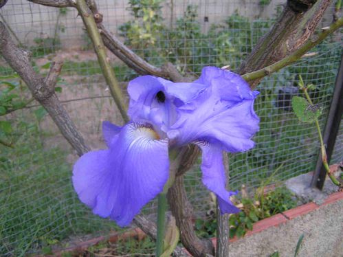 Iris-bleu-avril-1-5.jpg