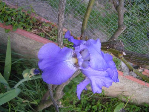 Iris-bleu-avril-2-5.jpg