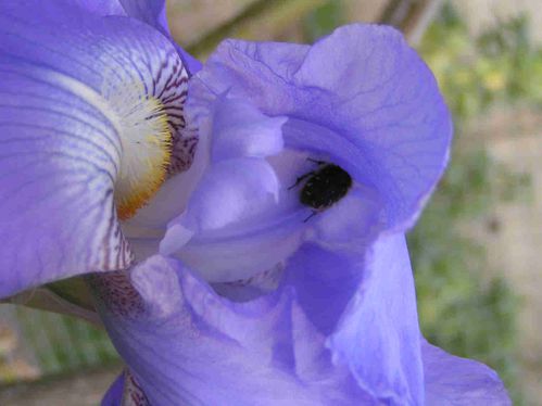 Iris-bleu-avril-4-5.jpg