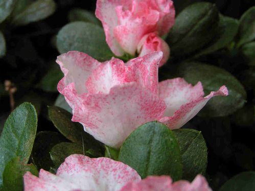 Azalee-blanc-rose-75.jpg