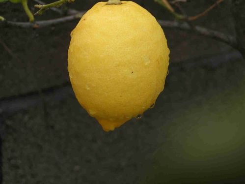 Pluie-citronnier-3-5.jpg