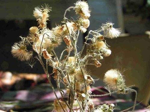 Fleurs-seche-septembre-2011-5-5.jpg