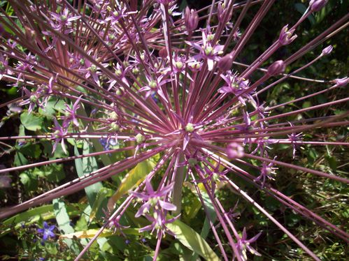 ALLIUM SCHUBERTII 1