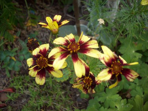 COREOPSIS VERTICILLATA