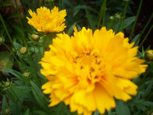 COREOPSIS