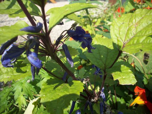 CLEMATITE HERBACEE HERACLEIFOLIA PURPLE PRINCESS (1)